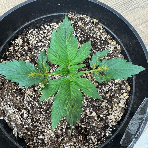 Cream Mandarine XL Auto growlog timeline photo