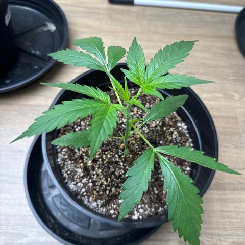 Gorilla Coockies Vaso Redondo  growlog timeline photo