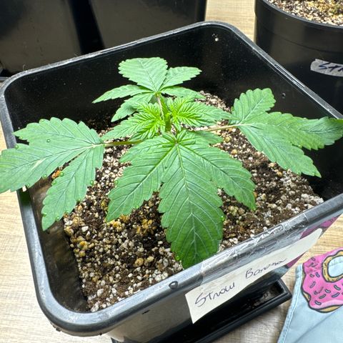 Red Strawberry Banana Auto growlog timeline photo