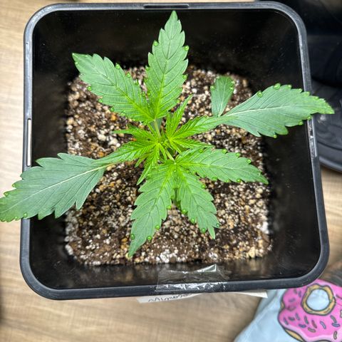 Mimosa Punch Auto growlog timeline photo