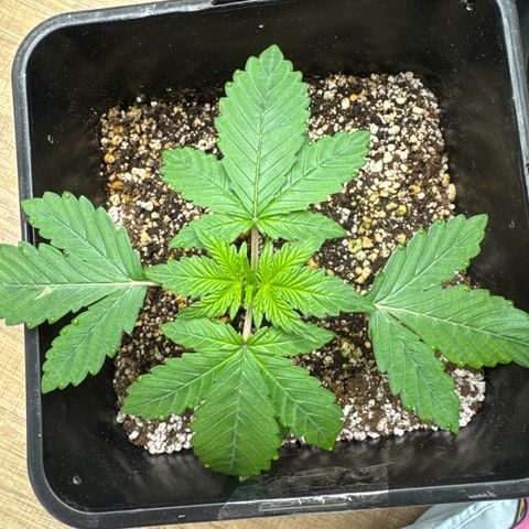 Red Strawberry Banana Auto growlog timeline photo