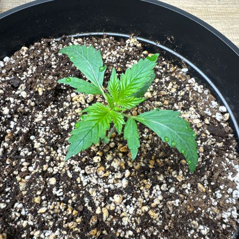 Strawberry Gorilla Auto vaso redondo  growlog timeline photo