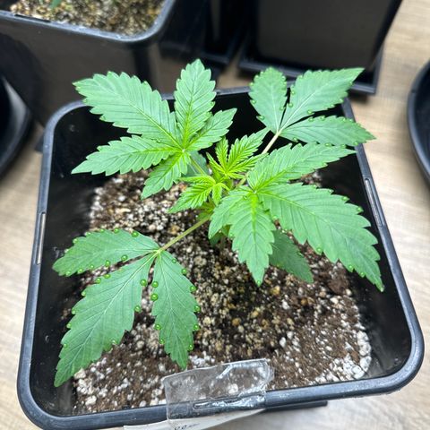 Gorilla Cookies Auto Vaso Quadrado growlog timeline photo