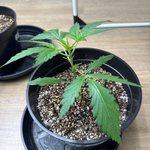 Gorilla Coockies Vaso Redondo  growlog timeline photo
