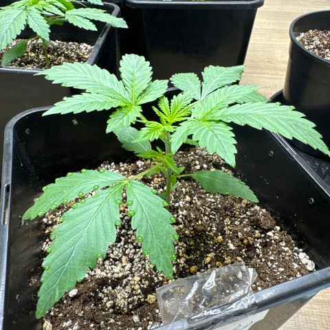 Gorilla Cookies Auto Vaso Quadrado growlog timeline photo