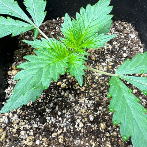 Tropicana cookies vaso quadrado growlog timeline photo