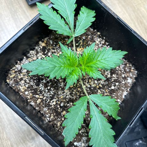 Tropicana cookies vaso quadrado growlog timeline photo