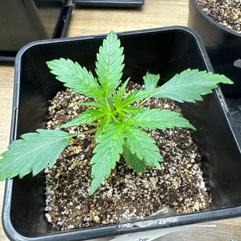Mimosa Punch Auto growlog timeline photo