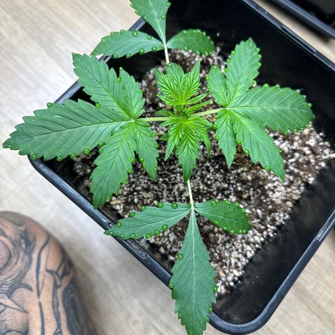 Dark Devil Auto growlog timeline photo