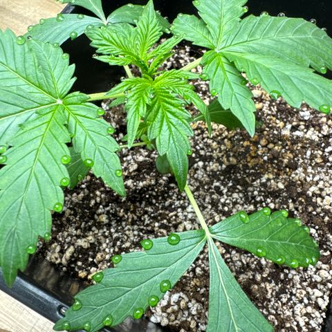 Dark Devil Auto growlog timeline photo