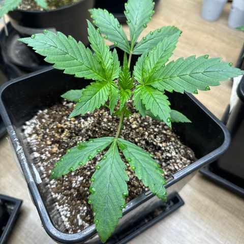 Strawberry Gorilla Auto Vaso Quadrado growlog timeline photo