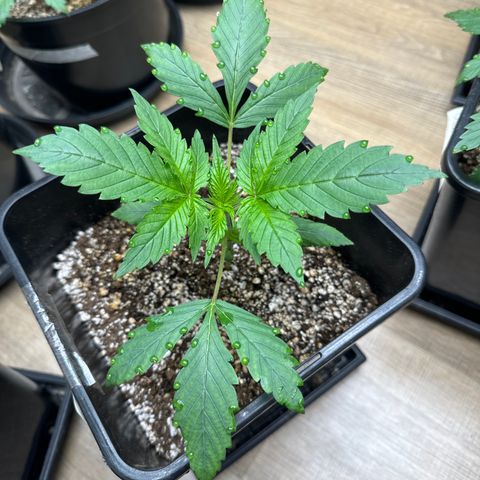 Strawberry Gorilla Auto Vaso Quadrado growlog timeline photo