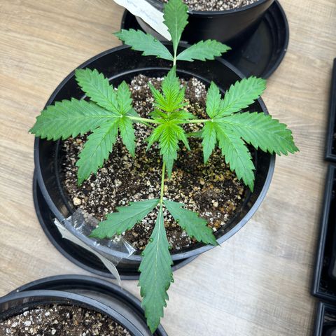 Tropicana Cookies Auto Vaso Redondo growlog timeline photo