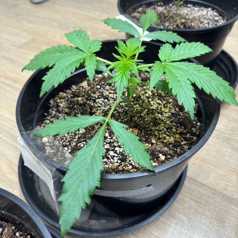 Tropicana Cookies Auto Vaso Redondo growlog timeline photo