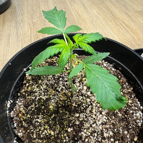 Jack 47 Auto growlog timeline photo