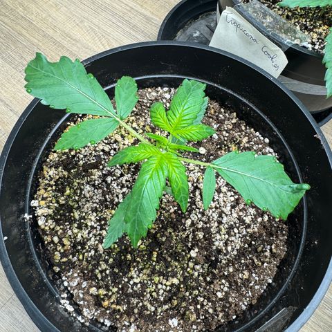 Jack 47 Auto growlog timeline photo
