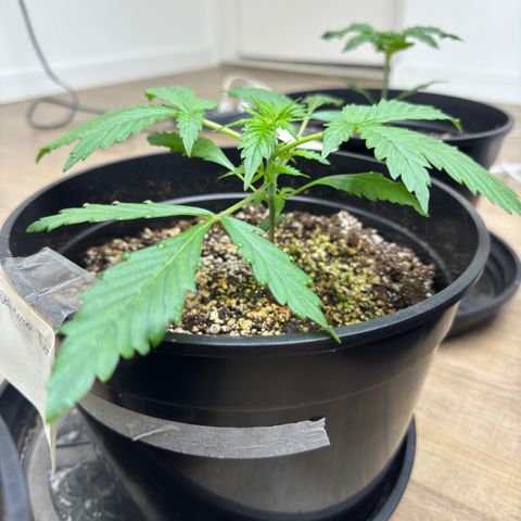 Tropicana Cookies Auto Vaso Redondo growlog timeline photo