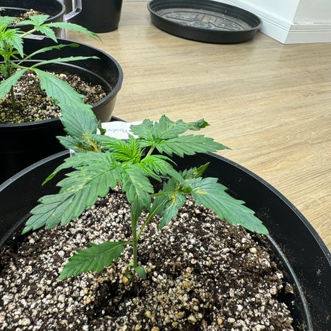 Cream Mandarine XL Auto growlog timeline photo