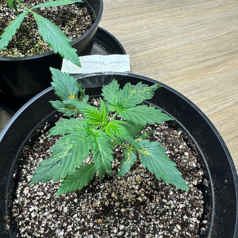 Cream Mandarine XL Auto growlog timeline photo