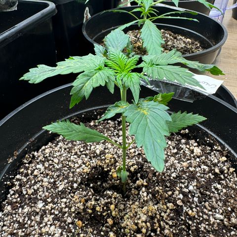 Cream Mandarine XL Auto growlog timeline photo
