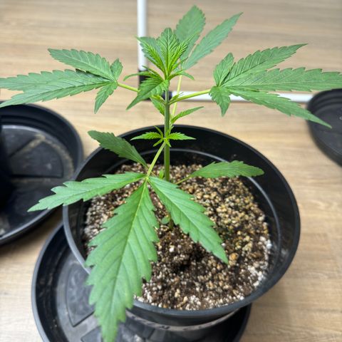 Gorilla Coockies Vaso Redondo  growlog timeline photo