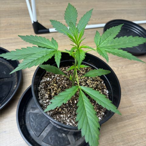 Gorilla Coockies Vaso Redondo  growlog timeline photo
