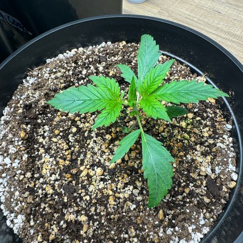 Strawberry Gorilla Auto vaso redondo  growlog timeline photo
