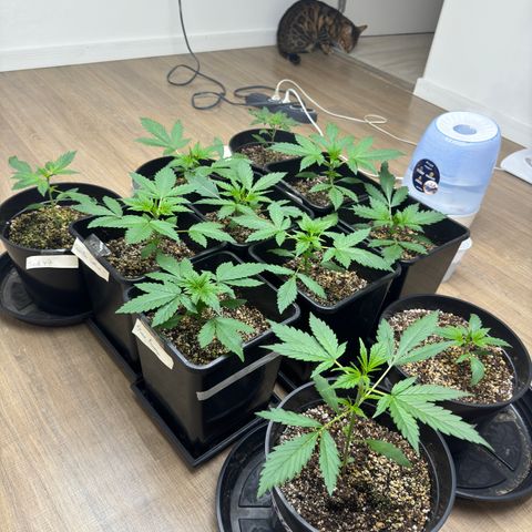 Strawberry Gorilla Auto vaso redondo  growlog timeline photo
