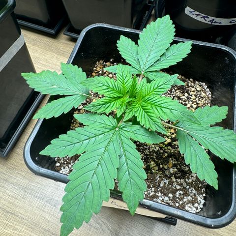 Red Strawberry Banana Auto growlog timeline photo