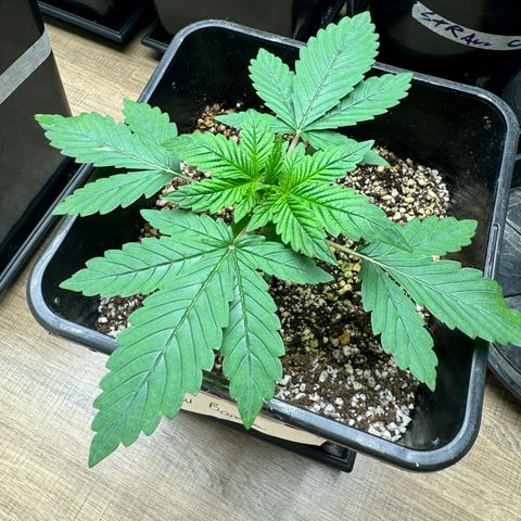 Red Strawberry Banana Auto growlog timeline photo