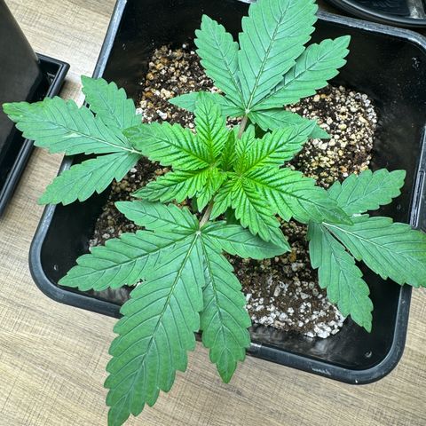 Red Strawberry Banana Auto growlog timeline photo