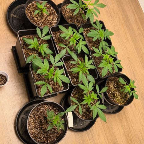 Red Strawberry Banana Auto growlog timeline photo