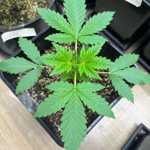 Gorilla Cookies Auto Vaso Quadrado growlog timeline photo