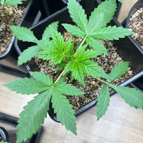 Dark Devil Auto growlog timeline photo