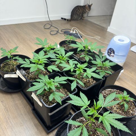 Dark Devil Auto growlog timeline photo