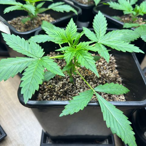 Dark Devil Auto growlog timeline photo