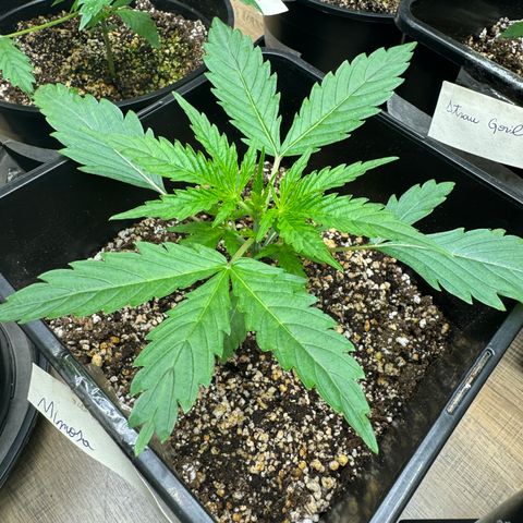 Mimosa Punch Auto growlog timeline photo
