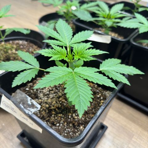 Dark Devil Auto growlog timeline photo