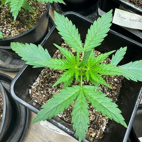 Mimosa Punch Auto growlog timeline photo