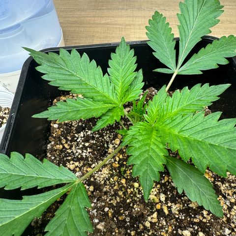 Tropicana cookies vaso quadrado growlog timeline photo