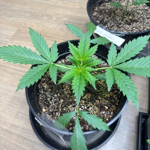 Tropicana Cookies Auto Vaso Redondo growlog timeline photo