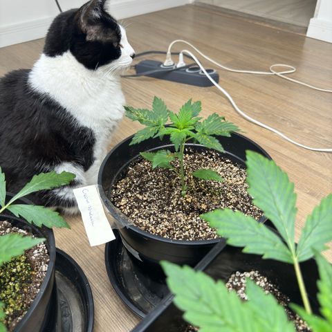 Cream Mandarine XL Auto growlog timeline photo
