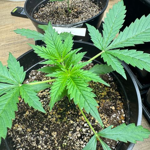 Tropicana Cookies Auto Vaso Redondo growlog timeline photo