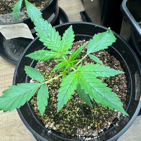 Jack 47 Auto growlog timeline photo