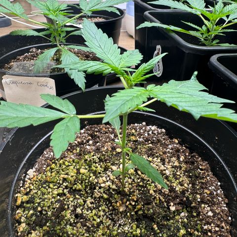 Jack 47 Auto growlog timeline photo