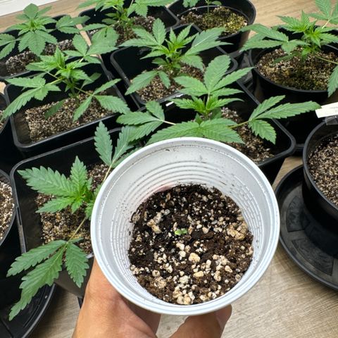Ak47 xxl- bsf seeds  growlog timeline photo