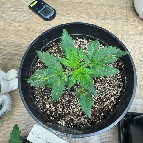 Cream Mandarine XL Auto growlog timeline photo