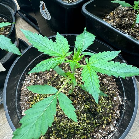 Jack 47 Auto growlog timeline photo