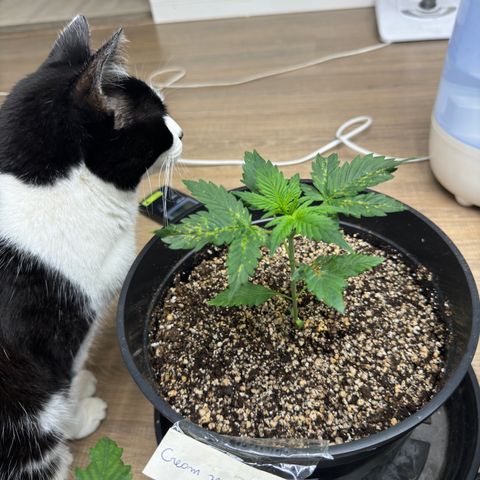 Cream Mandarine XL Auto growlog timeline photo