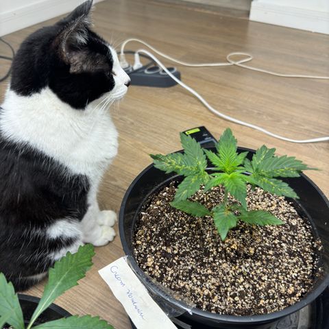 Cream Mandarine XL Auto growlog timeline photo